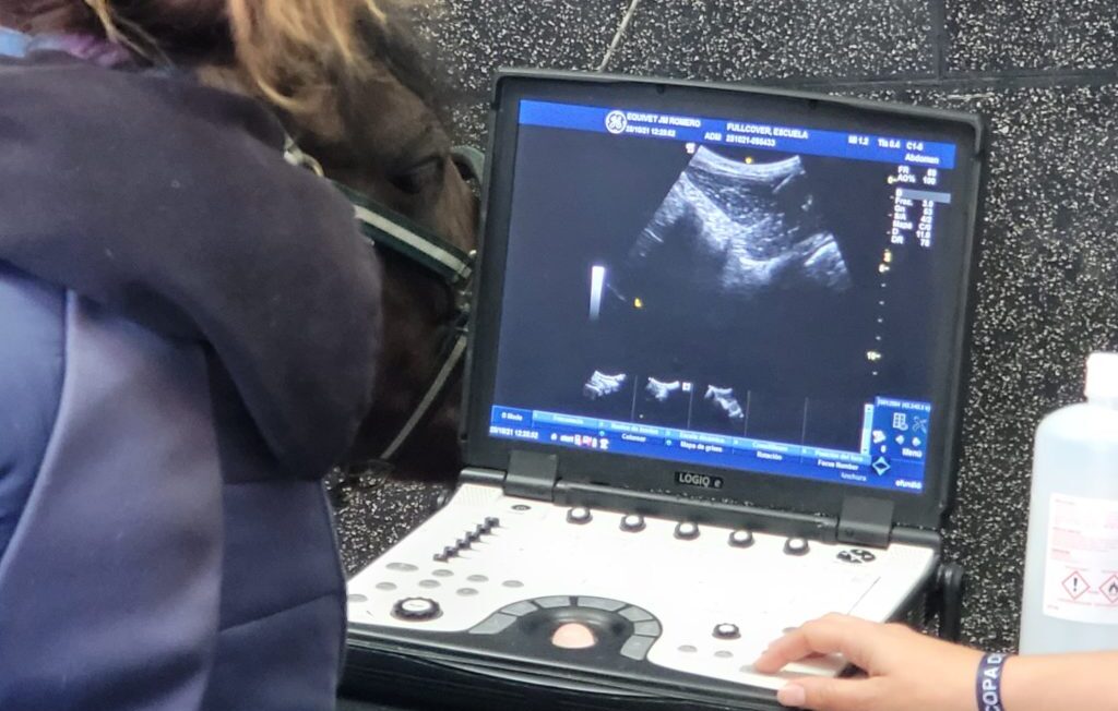 Segunda opinión veterinaria