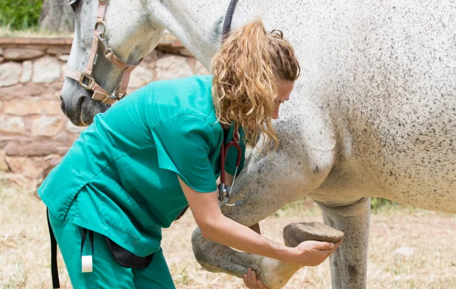 Servicios veterinarios
